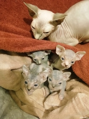 Pisici sfinx - imagine 4