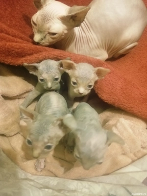 Pisici sfinx - imagine 5