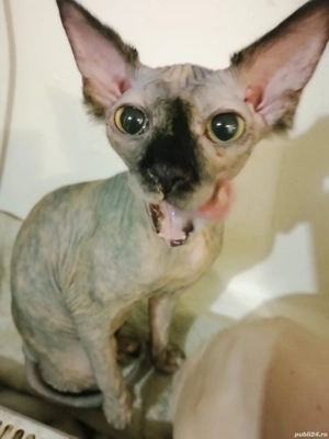 Fetita sfinx - imagine 2