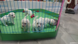 Vând Bichon Frise - imagine 4