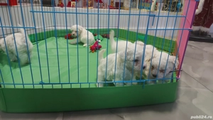 Vând Bichon Frise - imagine 5