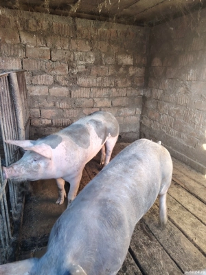 Purcea de vânzare una dintre cele doua 