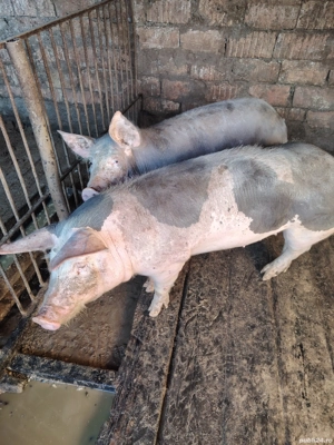 Purcea de vânzare una dintre cele doua  - imagine 2