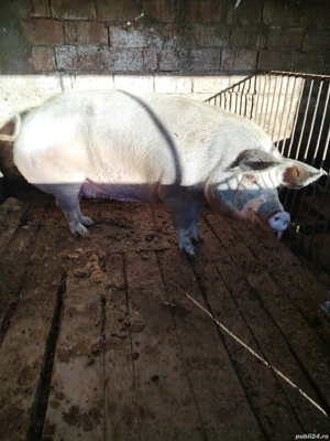 Purcea de vânzare  - imagine 4