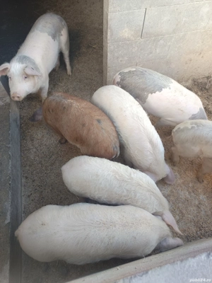 Purcei de vanzare - imagine 3