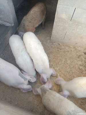 Purcei de vanzare - imagine 5