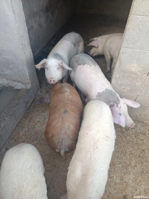 Purcei de vanzare - imagine 4