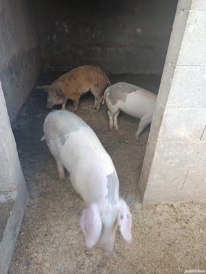 Purcei de vanzare - imagine 2