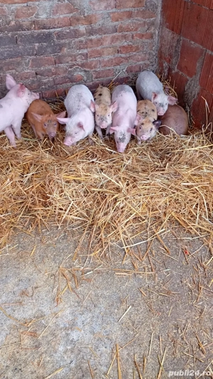 vand purcei  - imagine 5