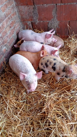 vand purcei  - imagine 3