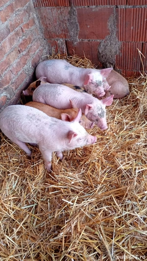 vand purcei  - imagine 2