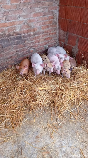 vand purcei  - imagine 4