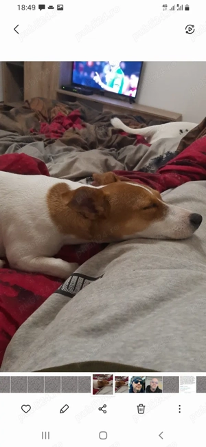 Catei de vanzare jack russell Jack russel terrier in bucaresti 