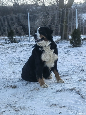 Femela Ciobănesc de Berna  - imagine 2