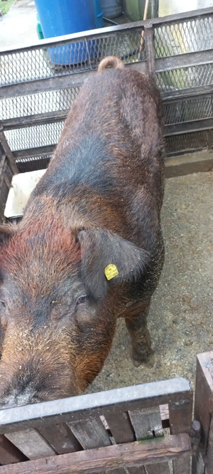 Ultima Pereche Duroc Pur 700 Lei  bucata sau 1300Lei Perechea 2 Luni Com Lița Teleorman o733345270 - imagine 2