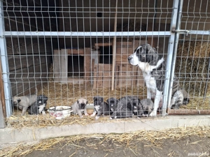 Ciobanesc de Asia Centrală 