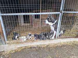 Ciobanesc de Asia Centrală  - imagine 3