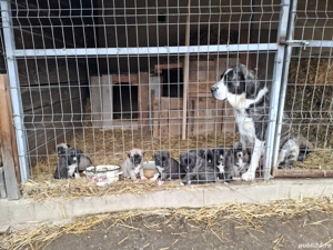 Ciobanesc de Asia Centrală  - imagine 2