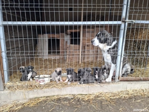 Ciobanesc de Asia Centrală  - imagine 4