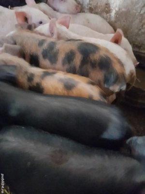 purcei 8 săptămâni 210 lei