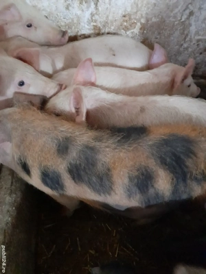 purcei 8 săptămâni 210 lei - imagine 5