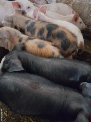 purcei 8 săptămâni 210 lei - imagine 4