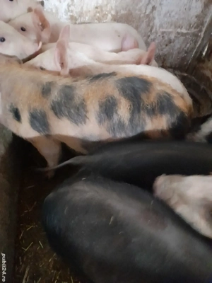 purcei 8 săptămâni 210 lei - imagine 2