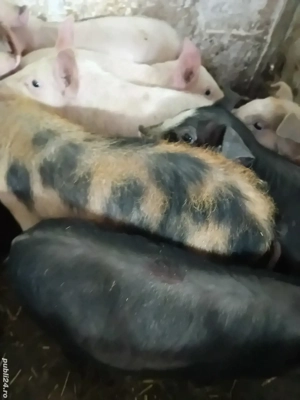 purcei 8 săptămâni 210 lei  - imagine 2