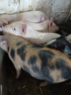 purcei 8 săptămâni 210 lei  - imagine 4