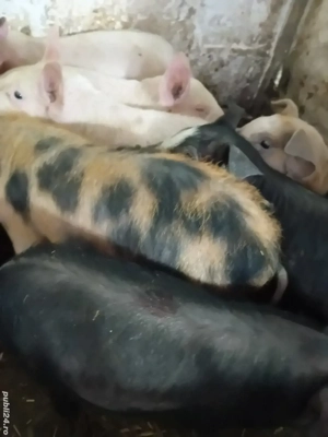 purcei 8 săptămâni 210 lei  - imagine 3