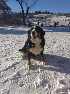 Femelă ciobănesc de berna, cu pedigree FCI  - imagine 4