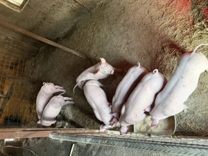 Purcei de vanzare - imagine 5