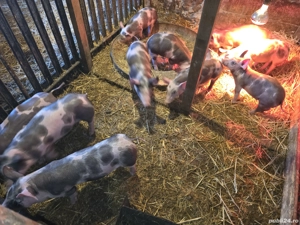 Purcei,  intercati,  vaccinati. - imagine 2