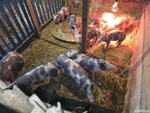 Purcei,  intercati,  vaccinati. - imagine 3