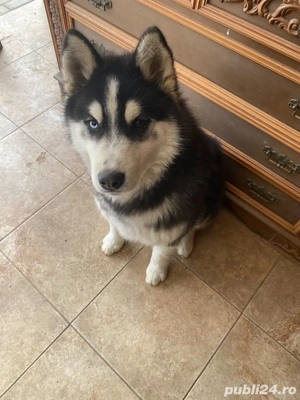 Câine husky siberian 