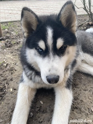 Câine husky siberian  - imagine 2
