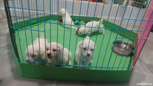 Vând Bichon frise - imagine 3