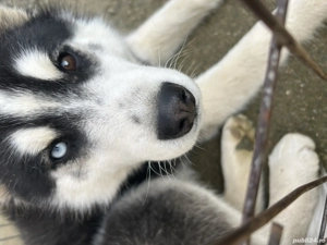 Câine husky siberian  - imagine 4