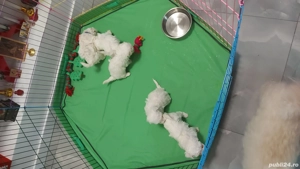 Vând Bichon frise - imagine 5