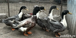 Vând rățoi polari si moțat 