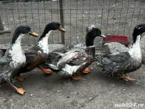 Vând rățoi polari si moțat  - imagine 2