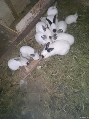 Vând iepuri Alb Californian  - imagine 3