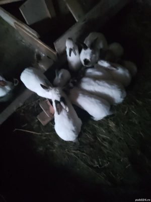 Vând iepuri Alb Californian  - imagine 4