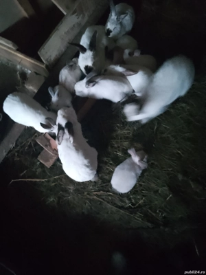 Vând iepuri Alb Californian  - imagine 5