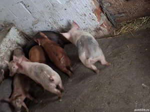 De vanzare. 280 buc foarte frumosi  - imagine 2