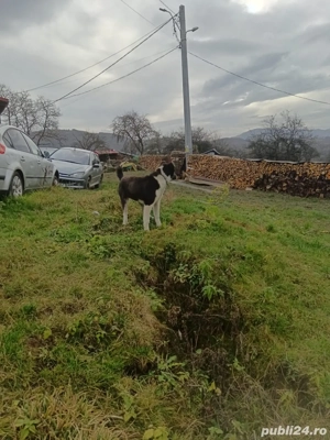 femela asia centrala 6 luni  - imagine 2