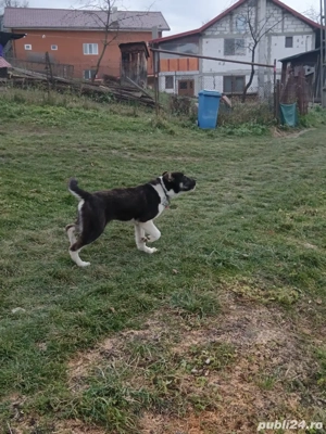 femela asia centrala 6 luni  - imagine 3