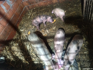 Grăsuni de vânzare scrofițe  - imagine 2