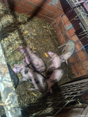 Grăsuni de vânzare scrofițe  - imagine 3