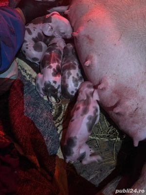 vand scroafa cu 12 purcei petrean